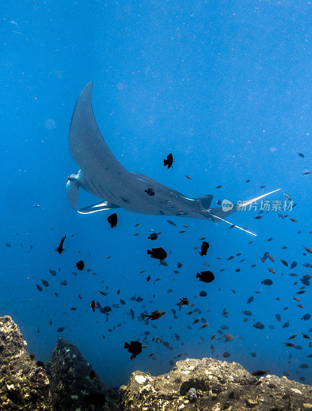 海洋蝠鲼(Manta birostris)游过清洁站珊瑚礁。在世界自然保护联盟的红色名单中，这些优雅的动物正在成为野外罕见的景象。